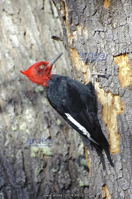 : Male Magellanic Woodpecker : Male Magellanic Woodpecker