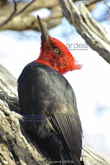  : Male Magellanic Woodpecker