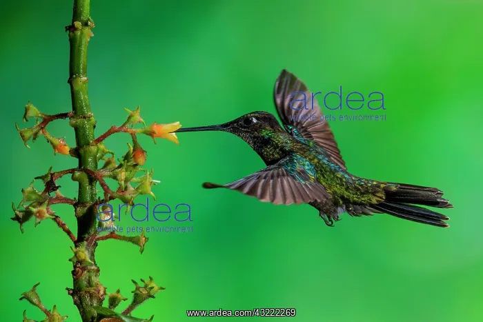 : A male Magnificent Hummingbird (Eugenes fulgens) : A male Magnificent Hummingbird (Eugenes fulgens)