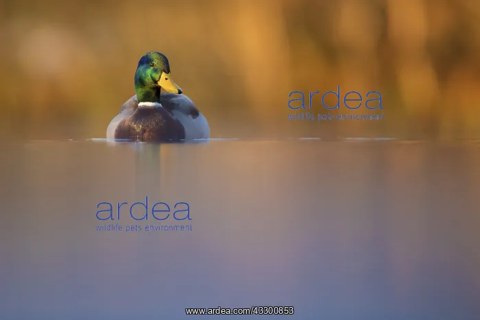 : A male Mallard (Anas platyrhynchos) sits on the : A male Mallard (Anas platyrhynchos) sits on the