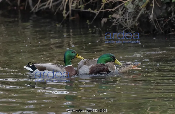 : Two male Mallards, Anas platyrhynchos, attemptin : Two male Mallards, Anas platyrhynchos, attemptin