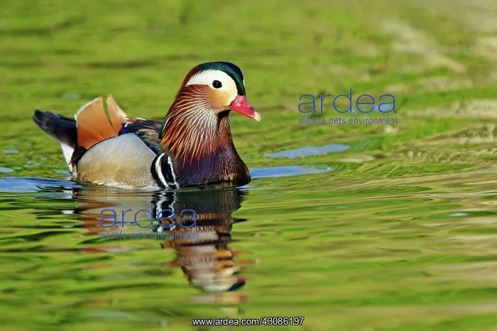 : Male Mandarin Duck : Male Mandarin Duck