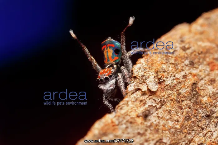 : male Maratus amabilis peacock spider'doing the : male Maratus amabilis peacock spider'doing the