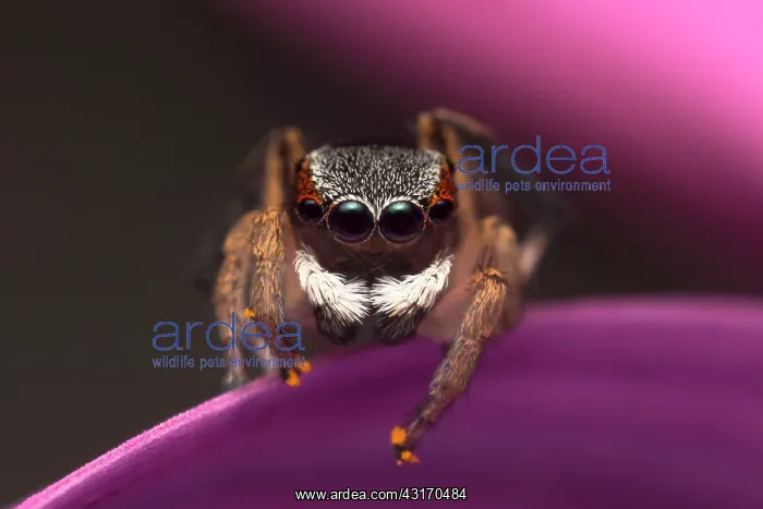 : a male Maratus anomalus Peacock jumping spider with : a male Maratus anomalus Peacock jumping spider with