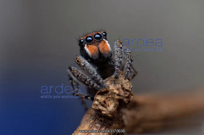 : male Maratus plumosus Peacock spider : male Maratus plumosus Peacock spider