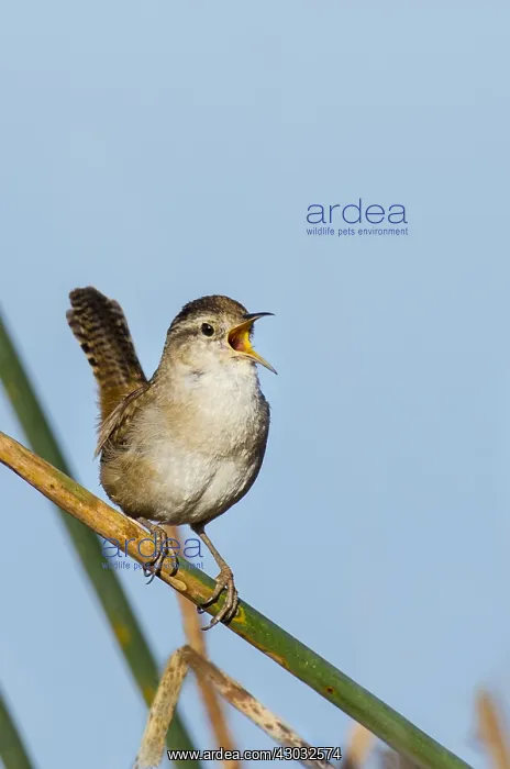 : Male Marsh Wren (Cistothorus palustris) territorial : Male Marsh Wren (Cistothorus palustris) territorial