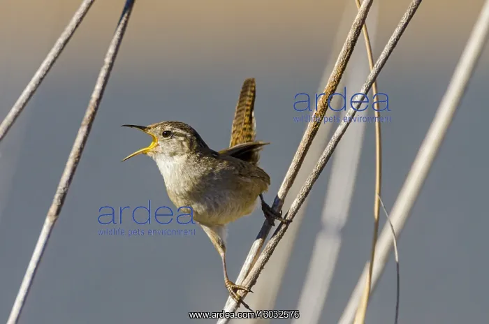 : Male Marsh Wren (Cistothorus palustris) territorial : Male Marsh Wren (Cistothorus palustris) territorial