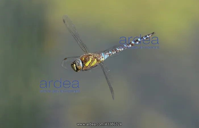 : Male Migrant Hawker, Aeshna mixta, in flight, ho : Male Migrant Hawker, Aeshna mixta, in flight, ho