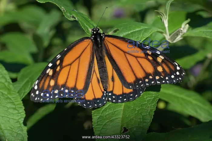 : Male Monarch Butterfly : Male Monarch Butterfly