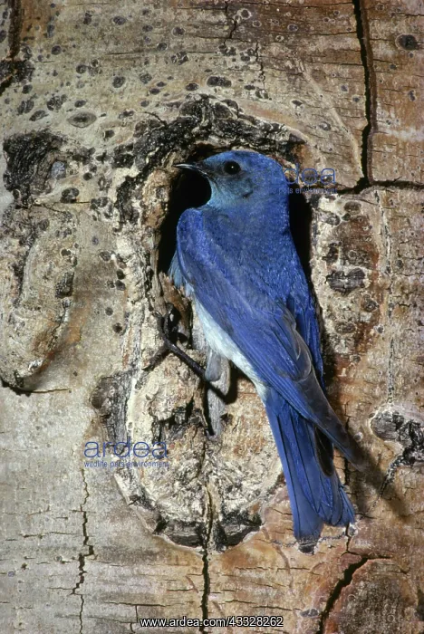 : Male Mountain Bluebird : Male Mountain Bluebird