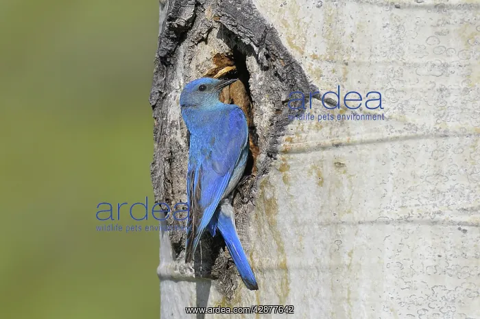 : Male Mountain Bluebird - at nest cavity in aspen tree : Male Mountain Bluebird - at nest cavity in aspen tree