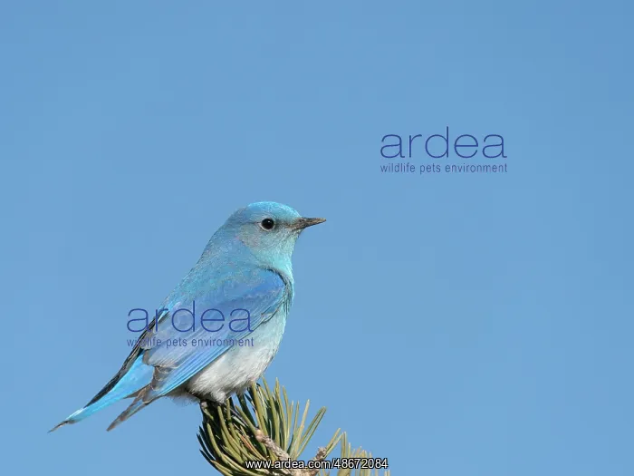 : Male mountain bluebird on watch duty, East Mountains, New : Male mountain bluebird on watch duty, East Mountains, New