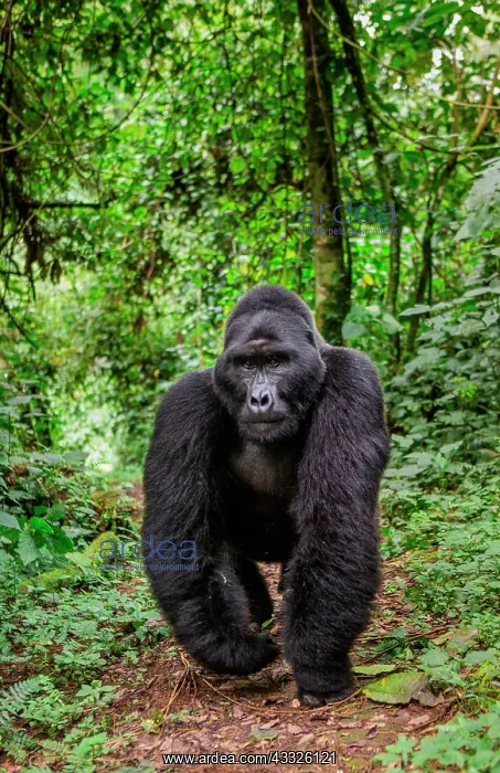 : Male mountain gorilla (Gorilla beringei beringei : Male mountain gorilla (Gorilla beringei beringei