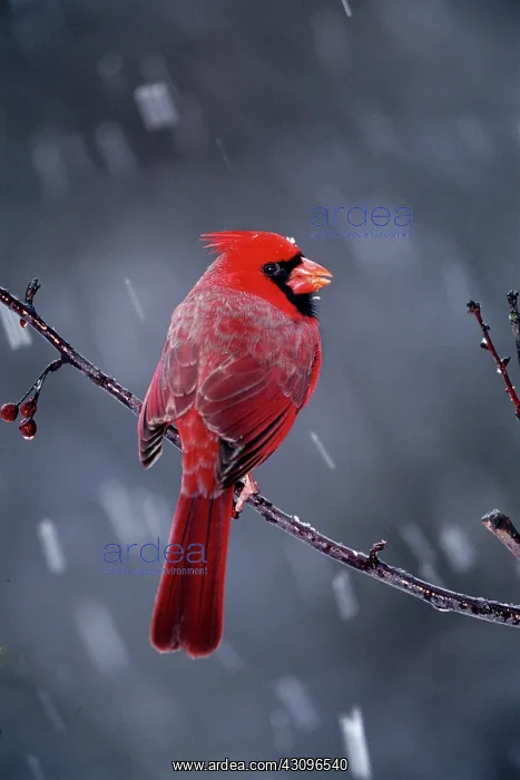 : Male Northern Cardinal : Male Northern Cardinal