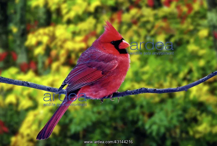 : Male Northern Cardinal : Male Northern Cardinal