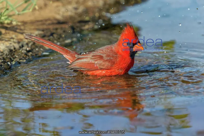 : Male Northern Cardinal bathing. Rio Grande Valley, Texas : Male Northern Cardinal bathing. Rio Grande Valley, Texas