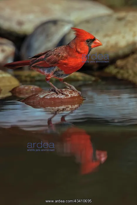 : Male Northern Cardinal bathing in small desert pond : Male Northern Cardinal bathing in small desert pond