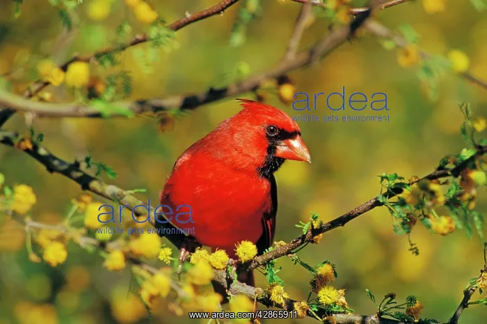 : Male Northern Cardinal - sitting in huisache tree, Spring : Male Northern Cardinal - sitting in huisache tree, Spring