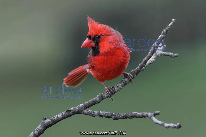: Male Northern Cardinal in winter, Kentucky : Male Northern Cardinal in winter, Kentucky