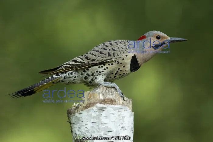 : Male Northern Flicker : Male Northern Flicker