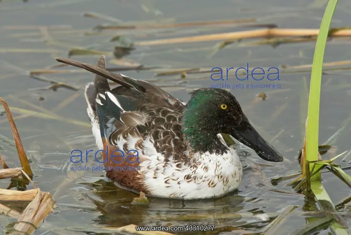 : Male Northern Shoveler : Male Northern Shoveler