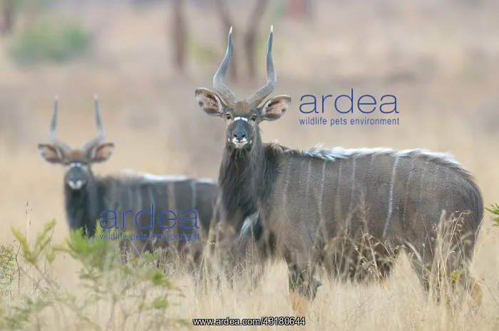  : Nyala. Two male Nyala's (Tragelaphus angasii) in savanna landscape looking at camera