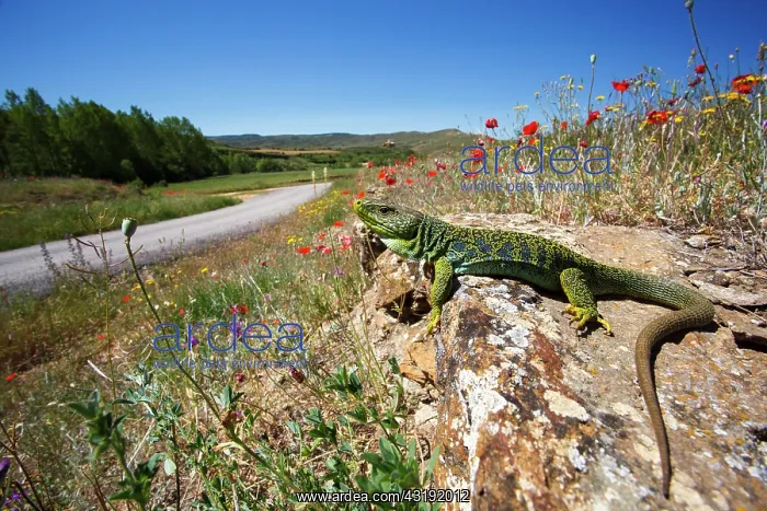 : Male Ocellated lizard on a rock - Aragon Spain ; : Male Ocellated lizard on a rock - Aragon Spain ;