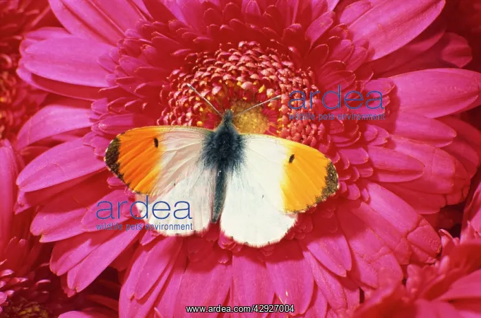 : Male Orange Tip Butterlfy - on pink gerbera flower : Male Orange Tip Butterlfy - on pink gerbera flower