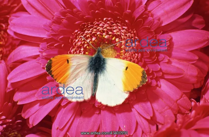 : Male Orange Tip Butterlfy - on pink gerbera flower : Male Orange Tip Butterlfy - on pink gerbera flower