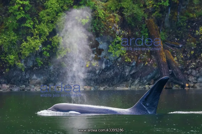: Male orca whale surfacing while cruising around : Male orca whale surfacing while cruising around