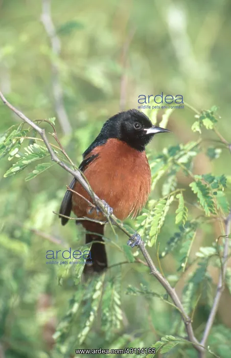 : Male Orchard Oriole : Male Orchard Oriole