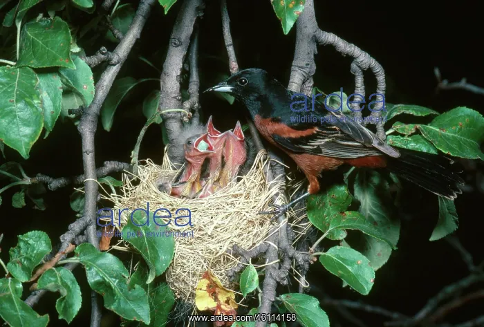 : Male Orchard Oriole at Nest : Male Orchard Oriole at Nest