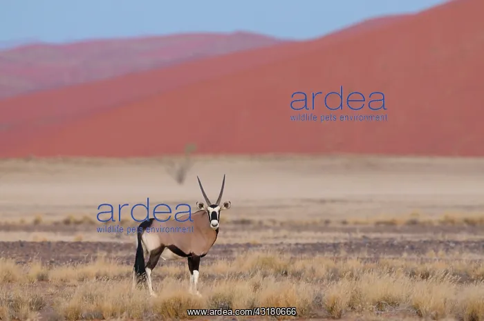 : Oryx. Male Oryx (Oryx gazella gazella) standing in desert landscape with grassland : Oryx. Male Oryx (Oryx gazella gazella) standing in desert landscape with grassland