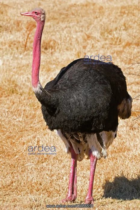 : Male Ostrich : Male Ostrich