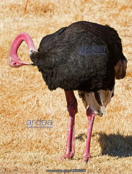 : Male Ostrich : Male Ostrich