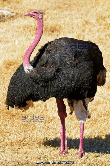 : Male Ostrich : Male Ostrich