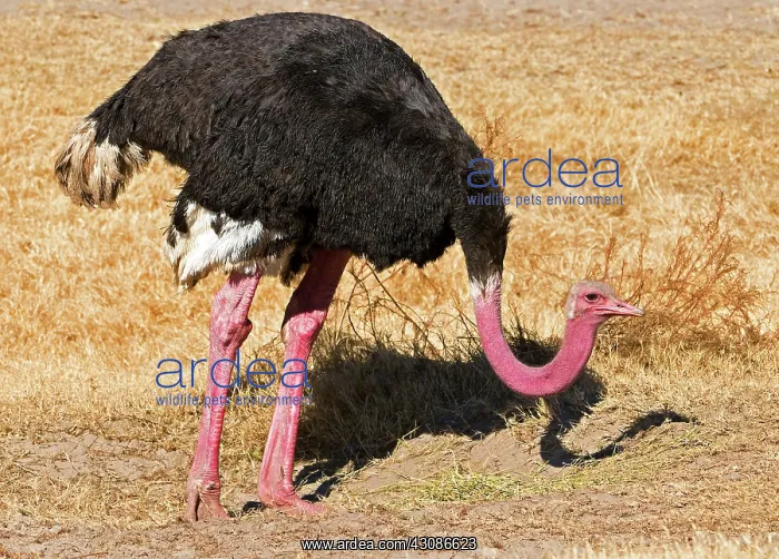 : Male Ostrich : Male Ostrich