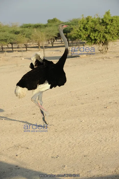 : Male ostrich : Male ostrich