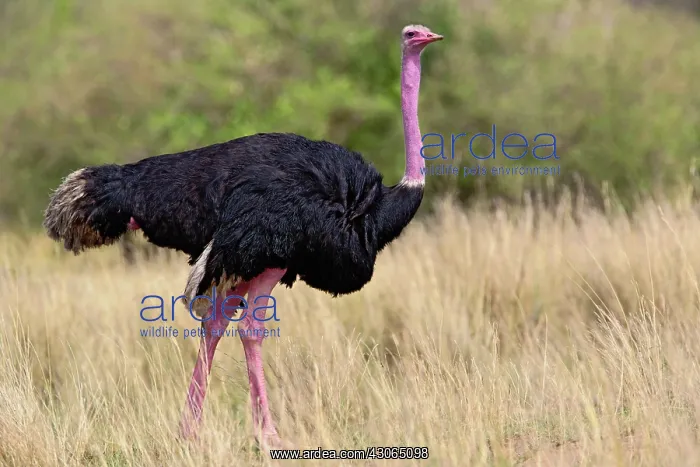 : Male Ostrich in breeding plumage, Masai : Male Ostrich in breeding plumage, Masai