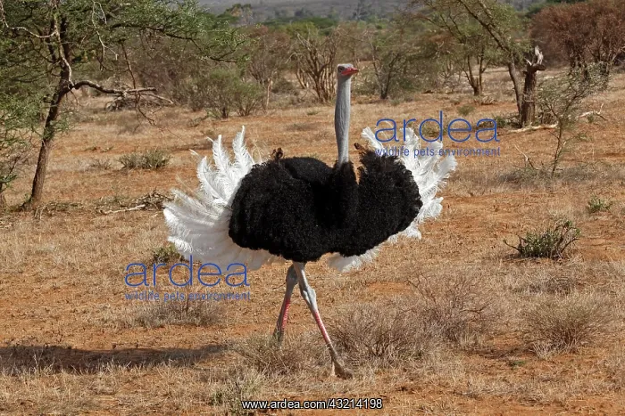 : Male Ostrich displaying during mating ritual : Male Ostrich displaying during mating ritual