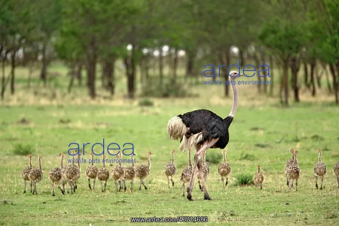 : Male Ostrich with flock of young, Struthio : Male Ostrich with flock of young, Struthio