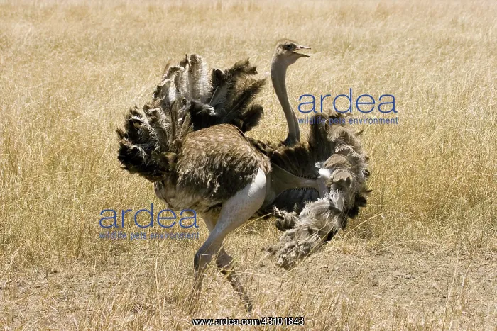 : Male Ostrich performing distraction display : Male Ostrich performing distraction display