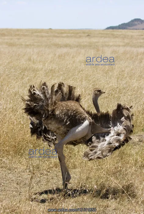 : Male Ostrich performing distraction display : Male Ostrich performing distraction display