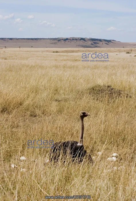 : Male Ostrich sitting on communal eggs : Male Ostrich sitting on communal eggs