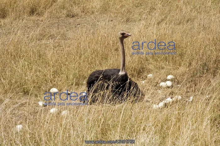 : Male Ostrich sitting on communal eggs : Male Ostrich sitting on communal eggs