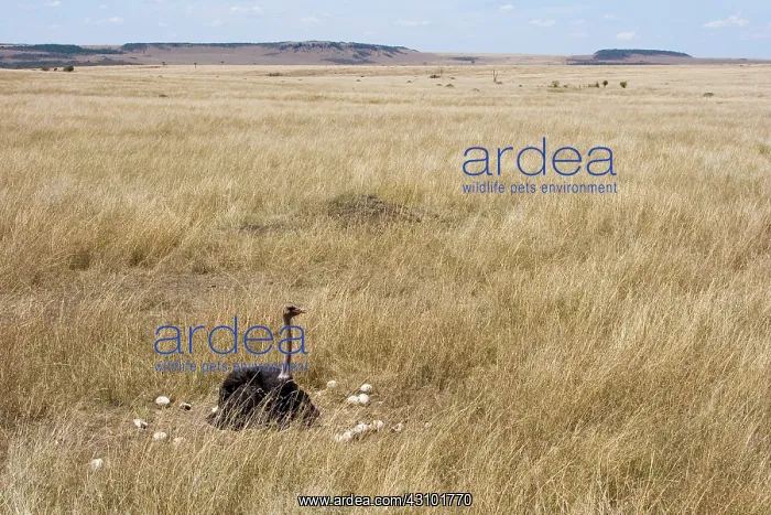 : Male Ostrich sitting on communal eggs : Male Ostrich sitting on communal eggs