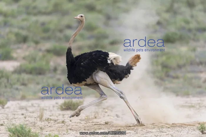 : Male Ostrich (Struthio camelus) running in dust : Male Ostrich (Struthio camelus) running in dust