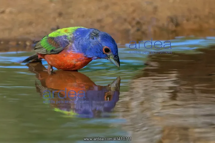 : Male Painted bunting and reflection while bathing : Male Painted bunting and reflection while bathing