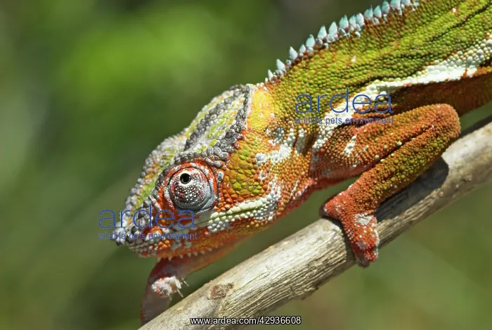 : Male Panther Chameleon, close up of head : Male Panther Chameleon, close up of head