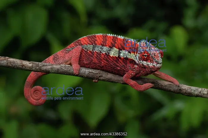 : Male panther chameleon (Furcifer pardalis), local : Male panther chameleon (Furcifer pardalis), local